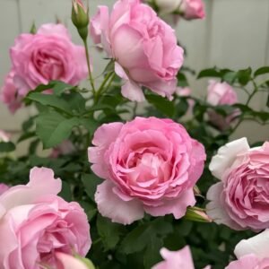 Rien Rose