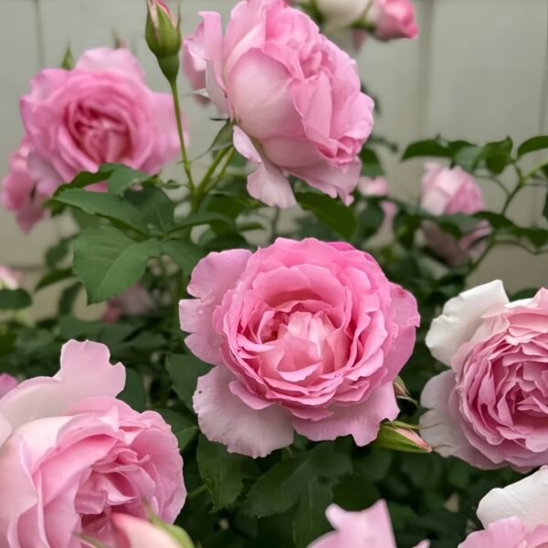 Rien Rose