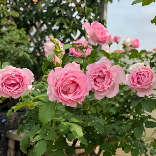 Rien Rose