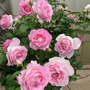Rien Rose