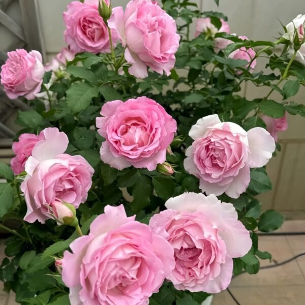 Rien Rose