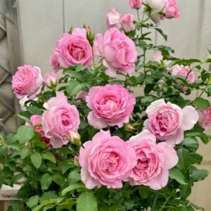 Rien Rose Plant｜河本绊 - 图片 10