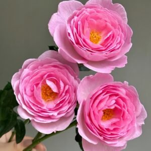 Scepter’d Isle Rose