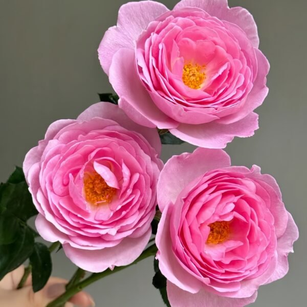 Scepter’d Isle Rose