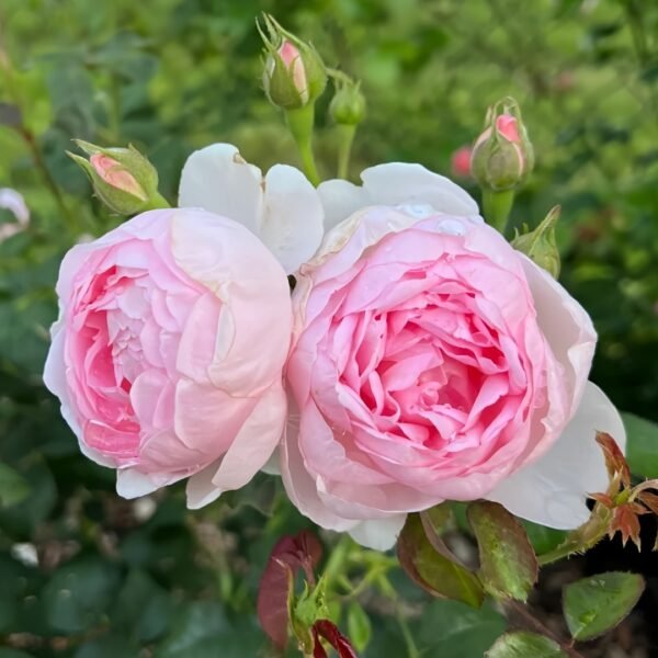 Scepter’d Isle Rose