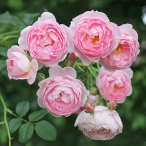 Scepter’d Isle Rose