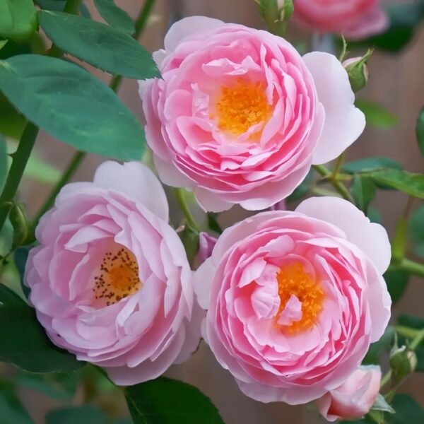 Scepter’d Isle Rose