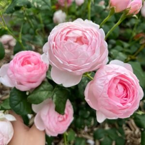 Scepter’d Isle Rose