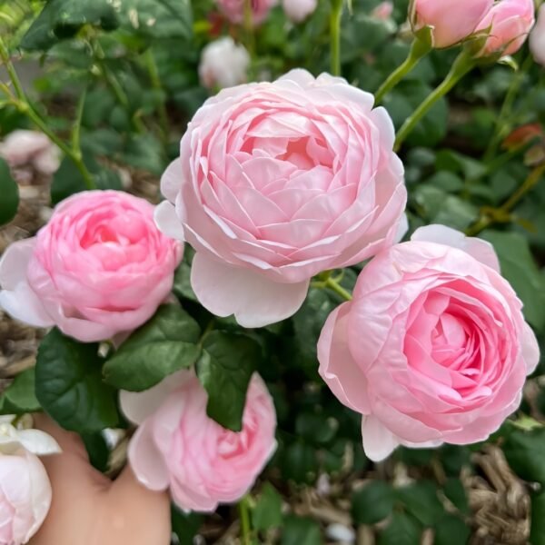 Scepter’d Isle Rose