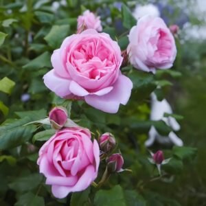 Scepter’d Isle Rose