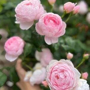 Scepter’d Isle Rose