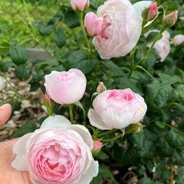Scepter’d Isle Rose