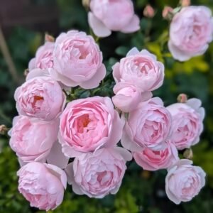 Scepter’d Isle Rose Plant｜权杖岛玫瑰 - 图片 10