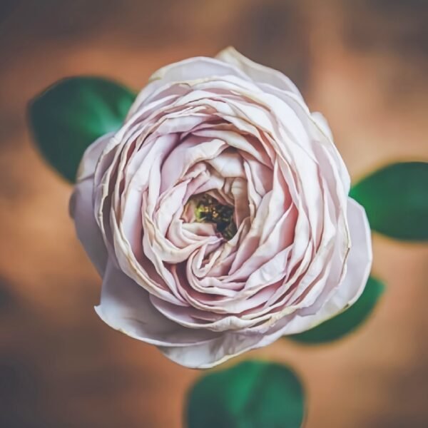 Shelvers Rose