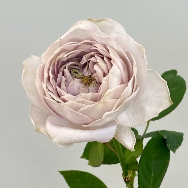 Shelvers Rose