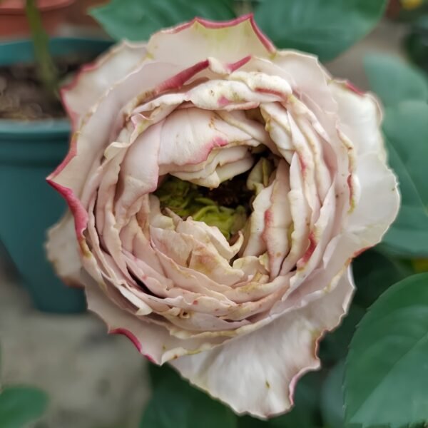 Shelvers Rose