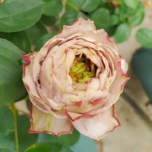 Shelvers Rose