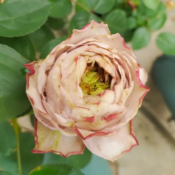 Shelvers Rose