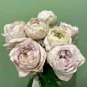 Shelvers Rose