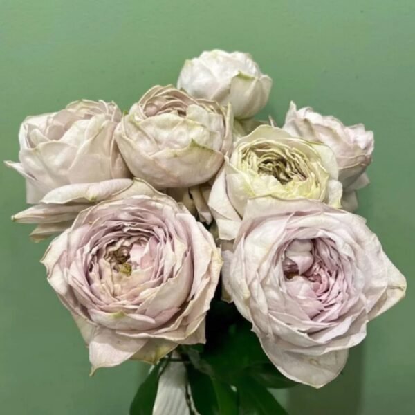 Shelvers Rose