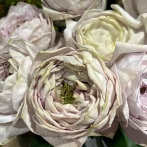 Shelvers Rose