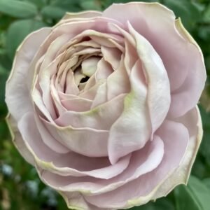 Shelvers Rose