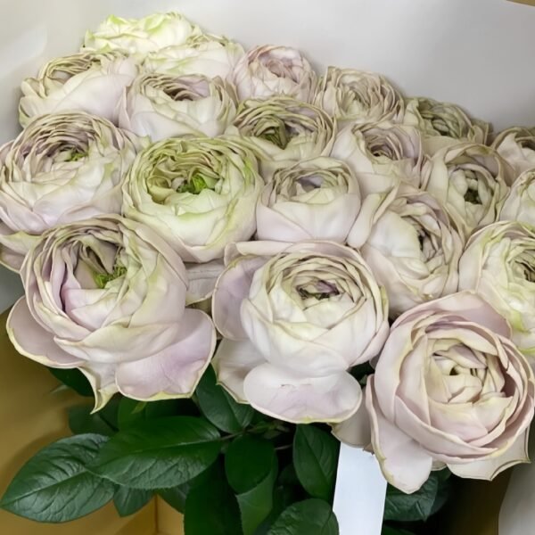 Shelvers Rose