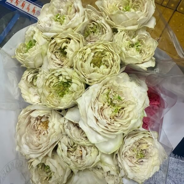 Shelvers Rose