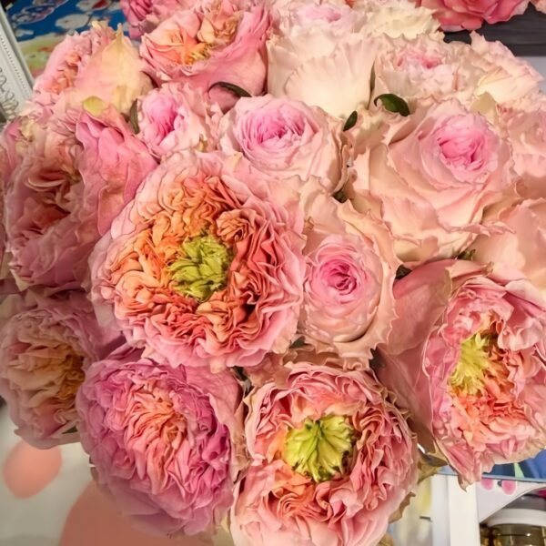 Sweet Eye Rose