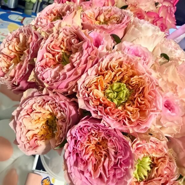 Sweet Eye Rose