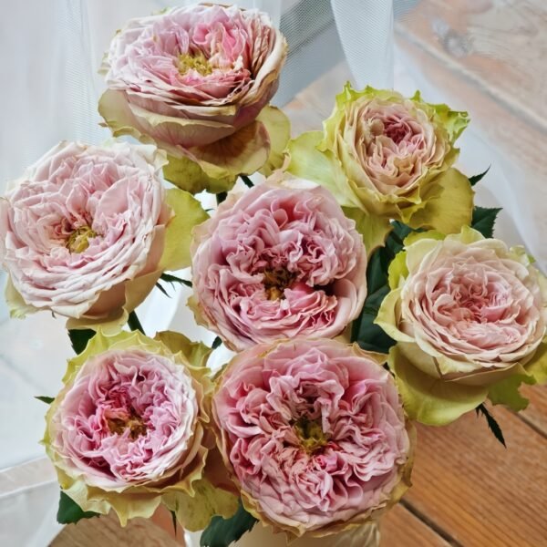 Sweet Eye Rose