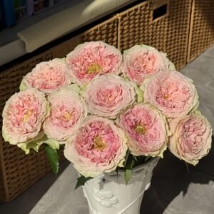 Sweet Eye Rose