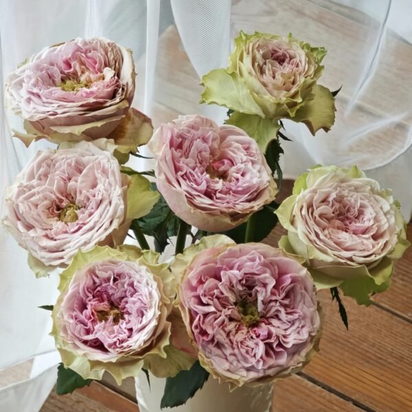 Sweet Eye Rose