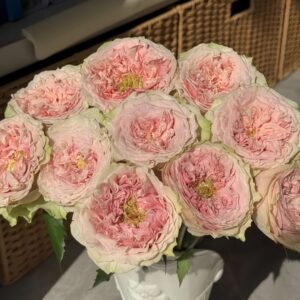 Sweet Eye Rose