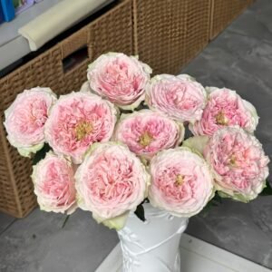 Sweet Eye Rose