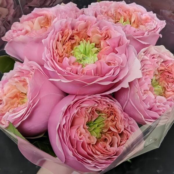 Sweet Eye Rose