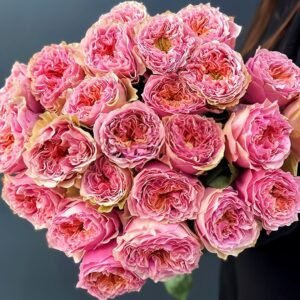 Sweet Eye Rose Plant|甜蜜眼 - 图片 10
