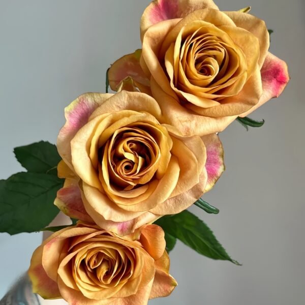 Symbol Rose
