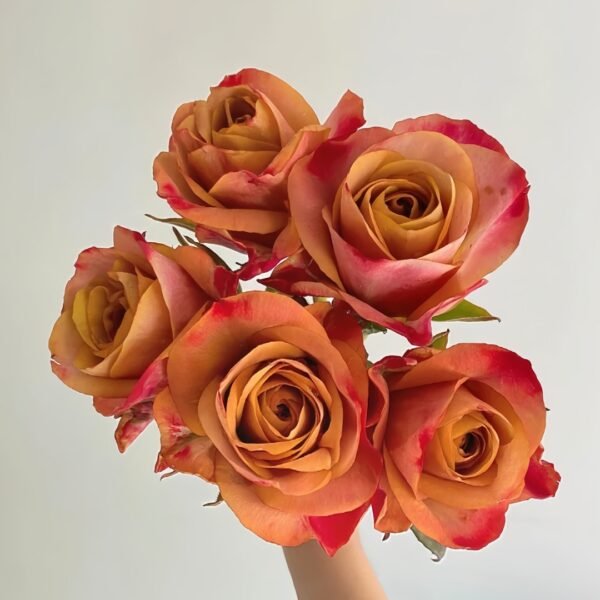 Symbol Rose