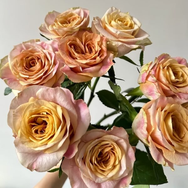Symbol Rose