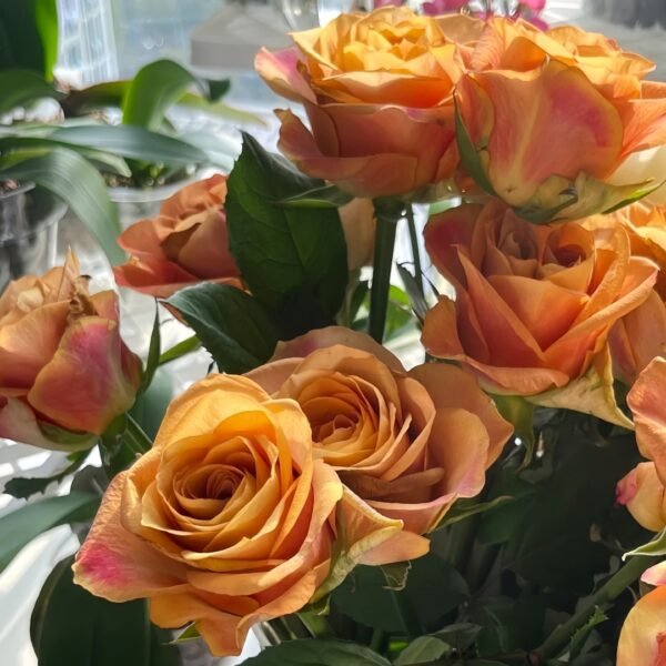 Symbol Rose