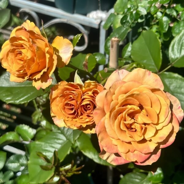 Symbol Rose