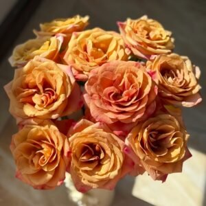 Symbol Rose