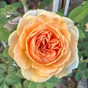 Teasing Georgia Rose