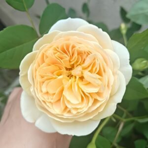 Teasing Georgia Rose