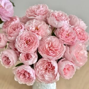 The Alnwick Rose