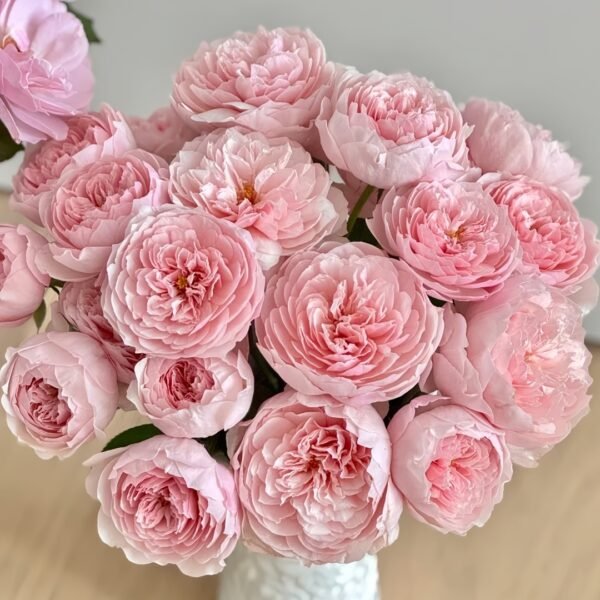 The Alnwick Rose