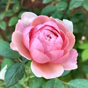 The Alnwick Rose