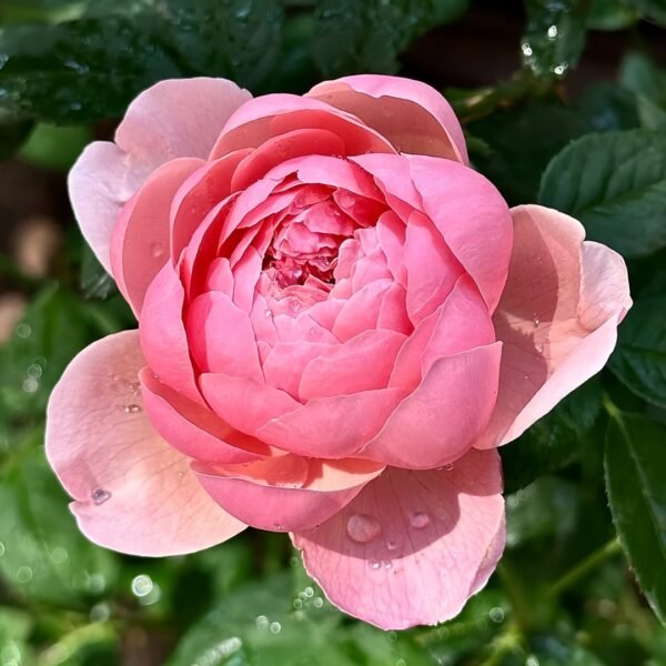 The Alnwick Rose