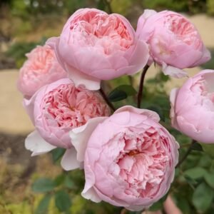 The Alnwick Rose